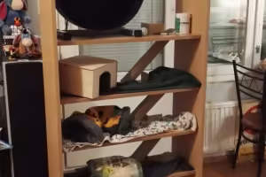 Rampit ja sisustukset paikoilleen
