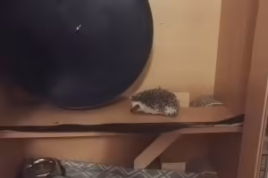 Pikseli tutustumaan kotiinsa
